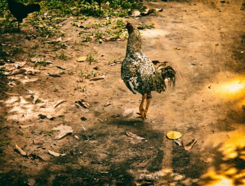 UBON RATCHATHANI & SISAKET