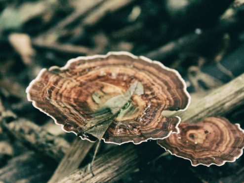 UBON RATCHATHANI & SISAKET