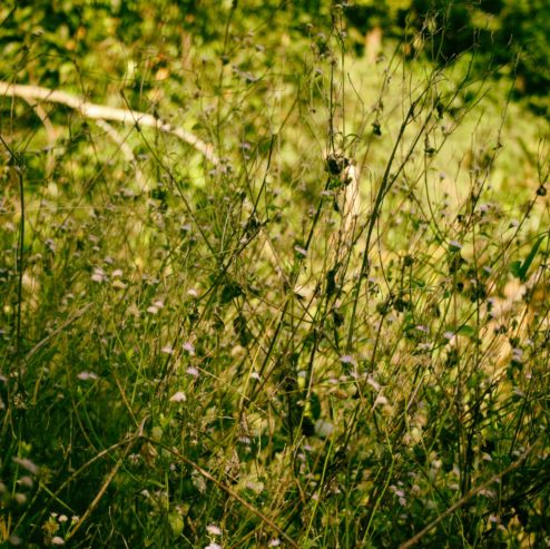 Ubon Ratchathani & Sisaket