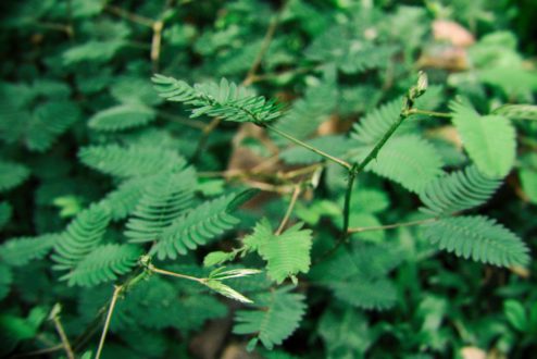 Ubon Ratchathani & Sisaket