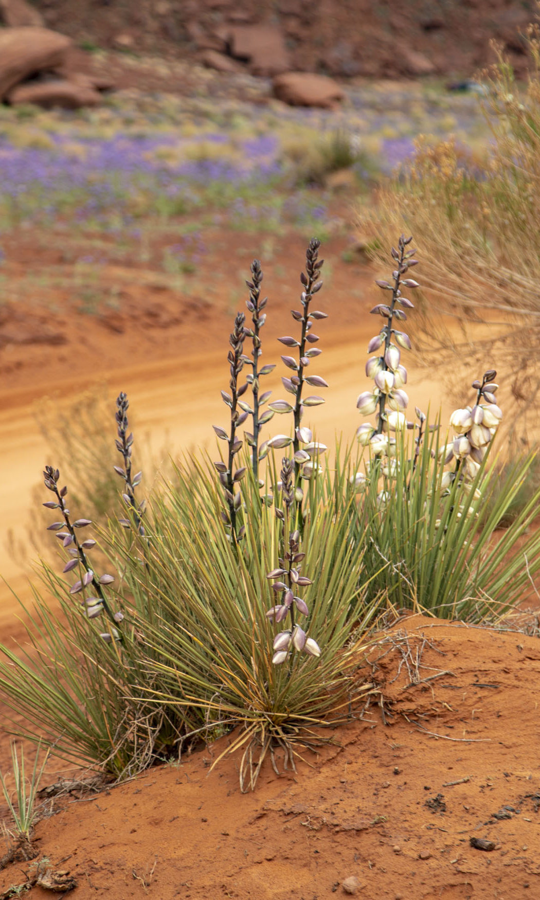 Monument Valley Tribal Park, Arizona