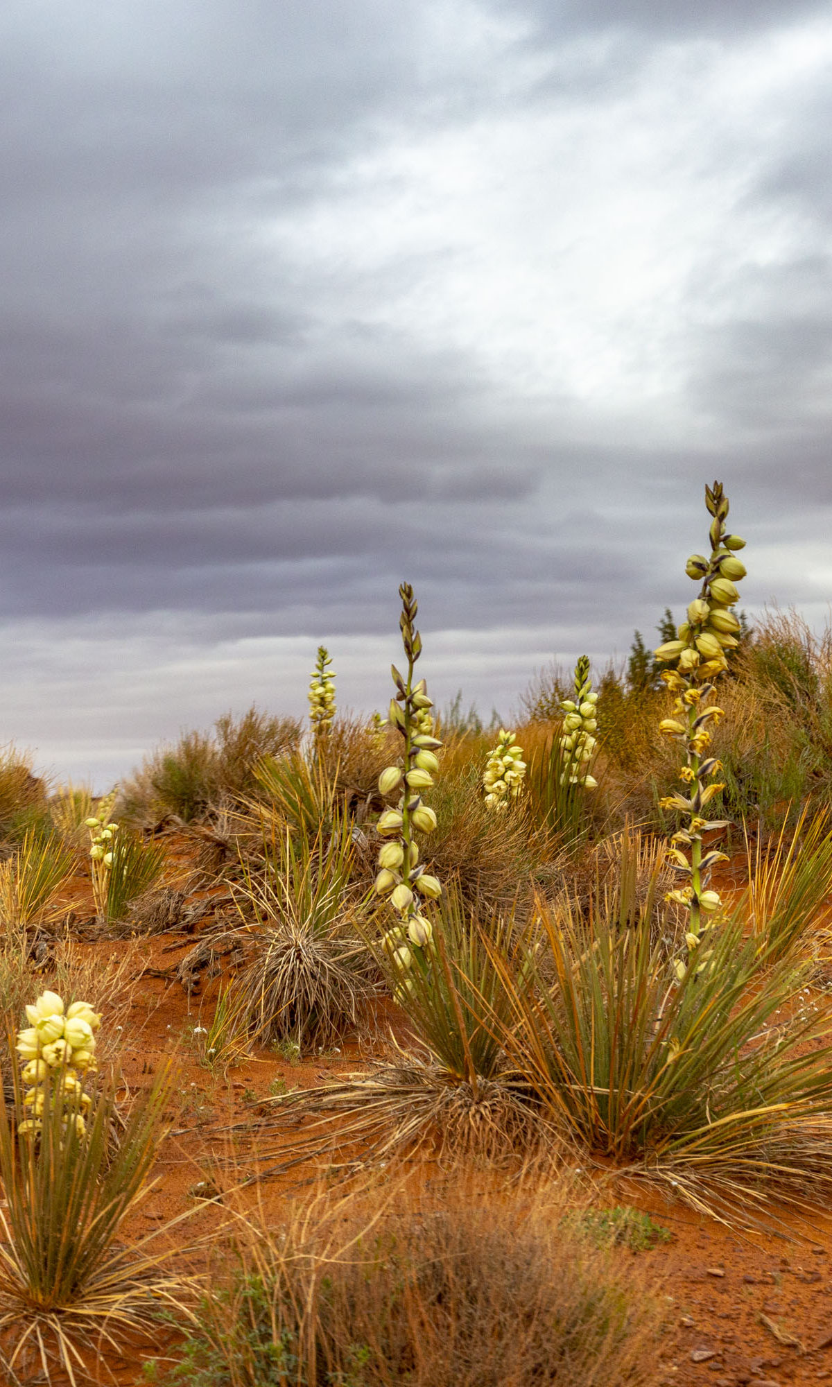 Monument Valley Tribal Park